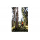 Бензопила Stihl MS 462 C-M 20" Rollomatic ES Light 11422000127