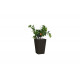 Кашпо Keter Rattan Planter M коричневый 228975