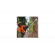 Бензопила STIHL MS 500 i 28" Rollomatic ES Light 11472000055