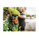 Мотоножницы STIHL HS 82 T 24" 42370112985