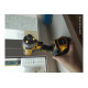 Бесщеточный импульсный шуруповерт DEWALT XR DCF887N
