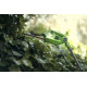 Аккумуляторный телескопический кусторез Greenworks G24PH51 2200207