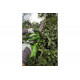 Аккумуляторный кусторез Greenworks G40HT61 22637TUA