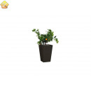 Кашпо Keter Rattan Planter M коричневый 228975